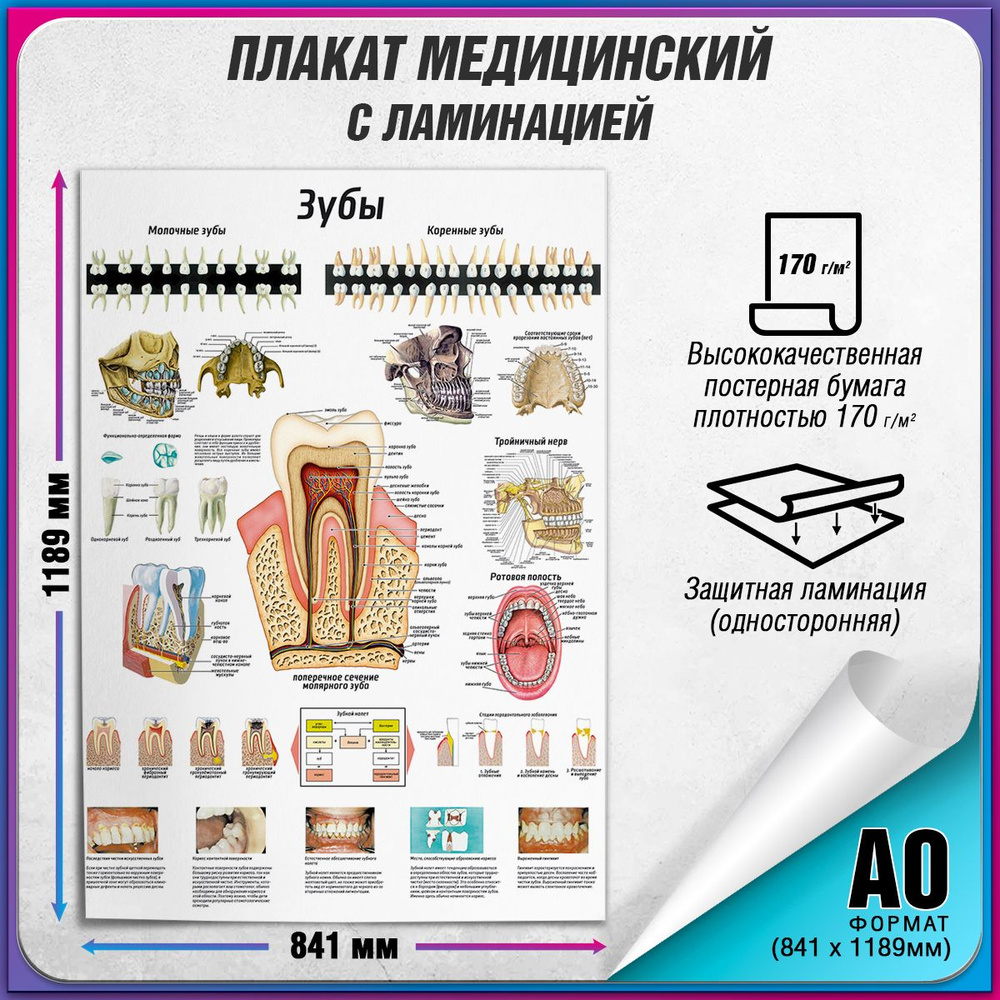 Информационный медицинский плакат "Зубы: строение, расположение" / ламинированный / А-0 (84x119 см.) #1