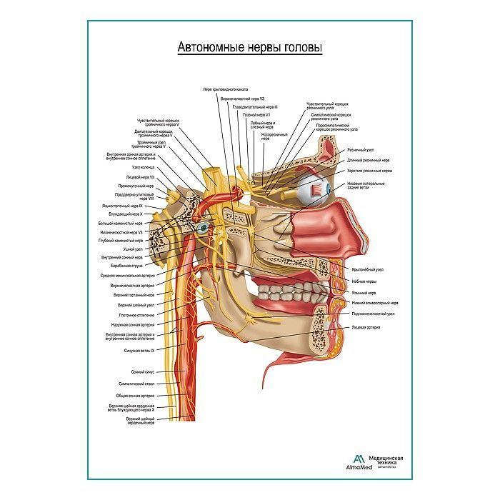 Обучающий плакат Автономные нервы головы, размер А2+, глянцевая фотобумага от 200г/м2  #1