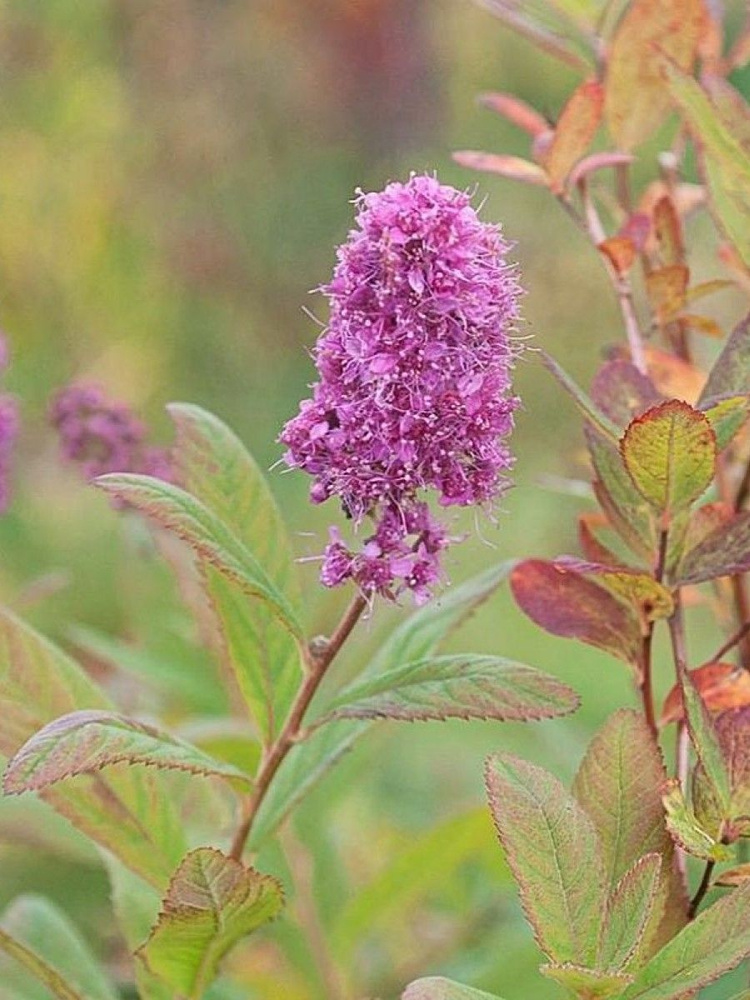 Семена Спирея Билларда (Spiraea billardii), 30 штук #1