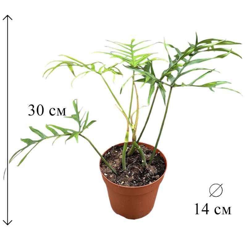 Филодендрон Полиподиодес 14/30 см #1