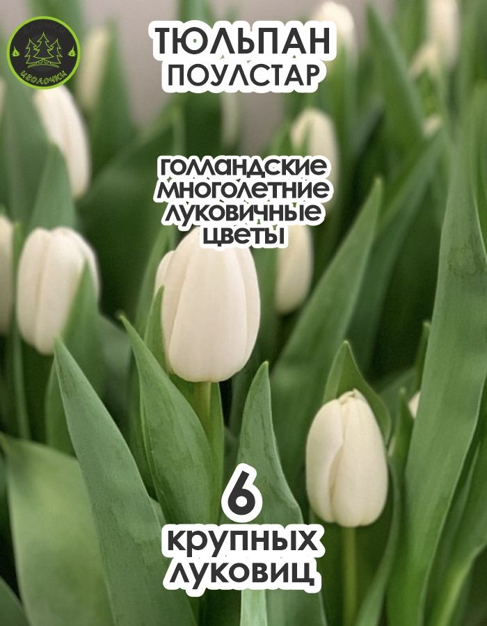 Тюльпан Луковица, Поул Стар, 6 шт крупные #1