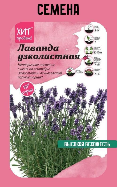 Семена Лаванда Элеганс Пурпл 6 семян в упаковке #1