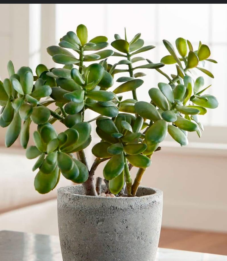 Талисман на вход в дом: секретная защита, которая притягивает деньги и удачу