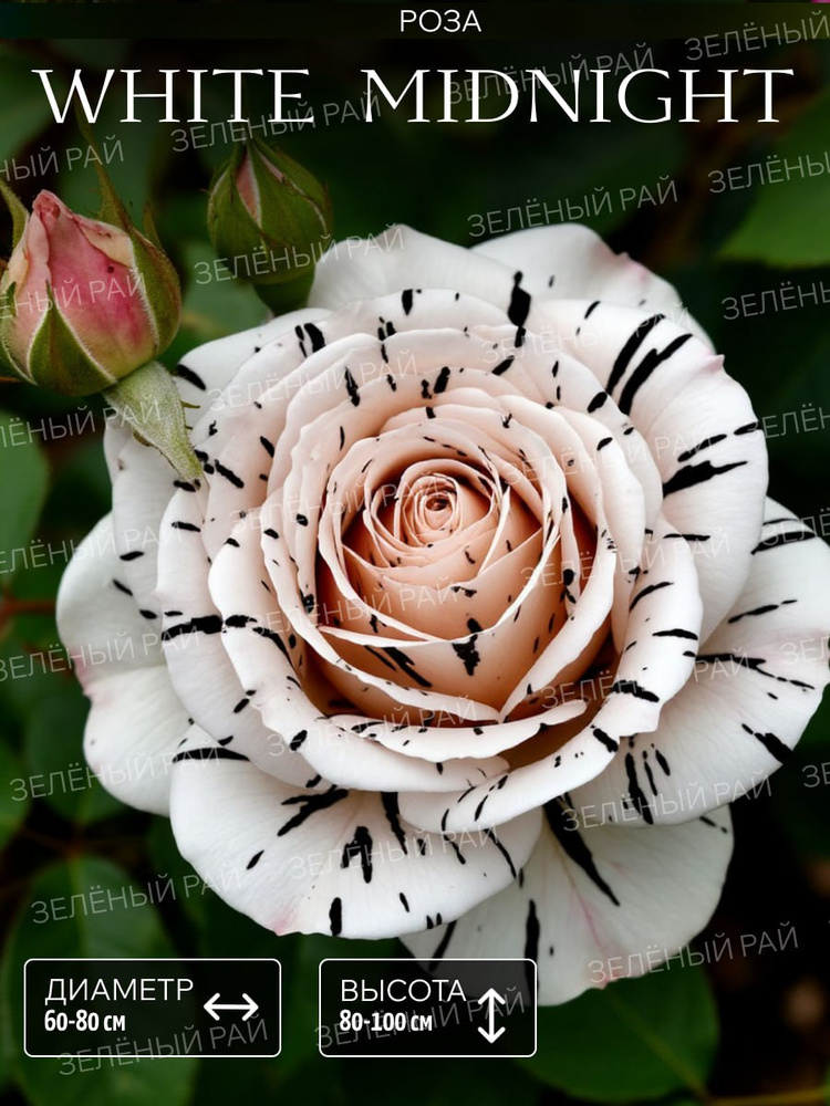 Роза White Midnight саженец морозостойкая, многолетняя купить на