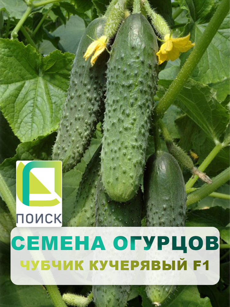 Семена Огурцов "Чубчик кучерявый F1", 12 шт. #1