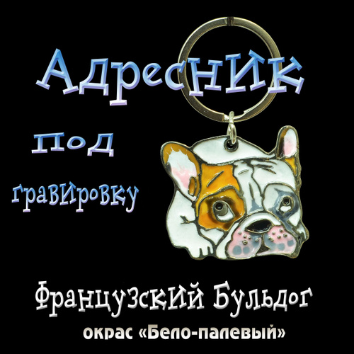 Адресники для собак – зачем они нужны? - полезные советы от интернет-зоомагазина Немо