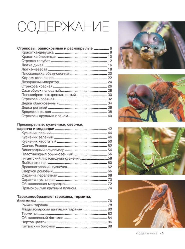 Большая книга о насекомых. 1001 фотография | The Big Book of Insects: 1001 Photographs - Ozon image 7