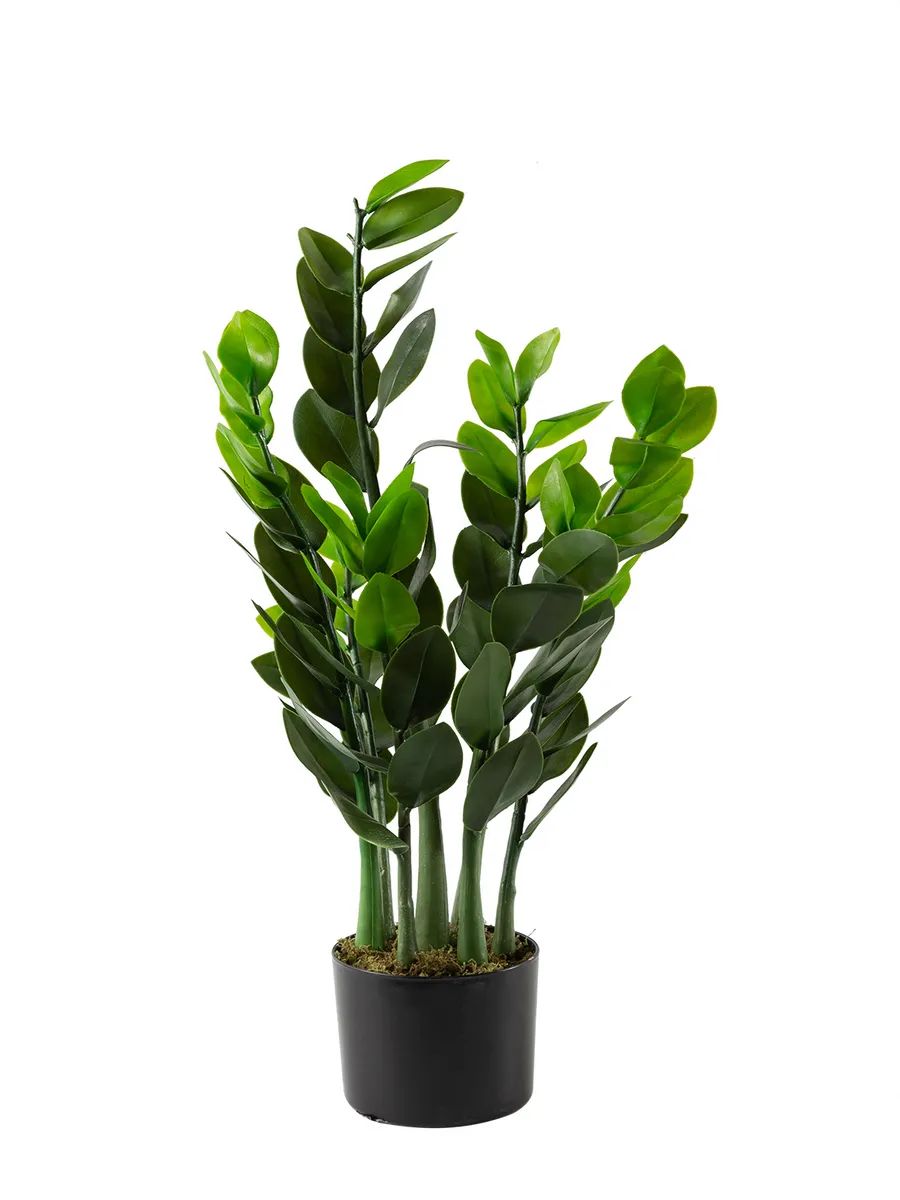 Замиакулькас 90cm DS2021-089 Китай
