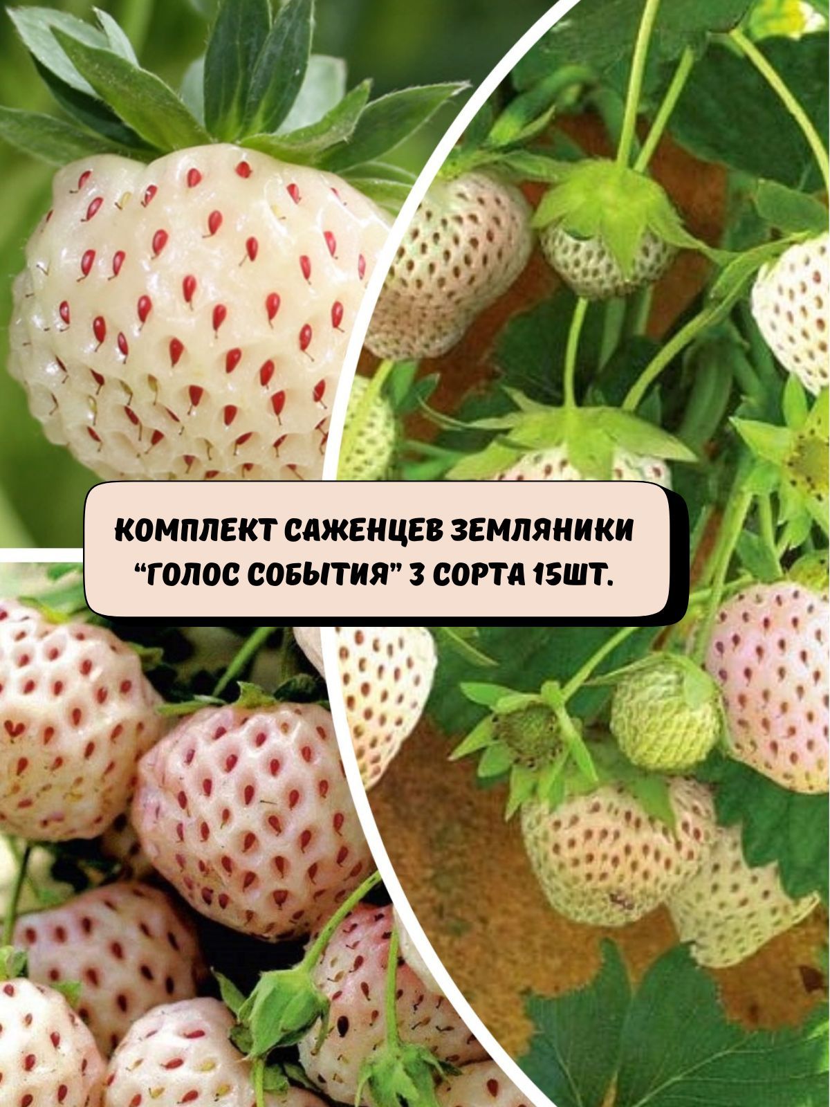 Комплектсаженцевземляники"Голоссобытия"3сортасаженцы15шт.