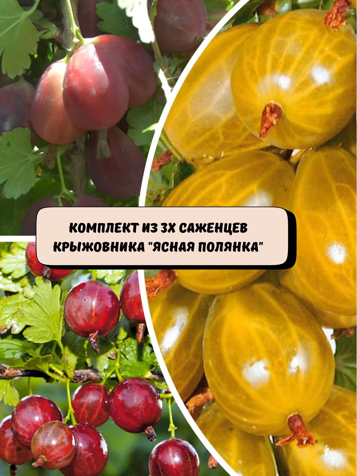 Комплектиз3хсаженцевкрыжовника"Яснаяполянка"саженцы3шт.