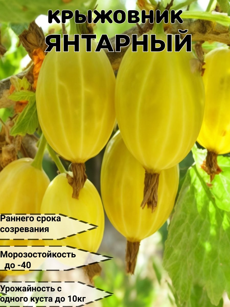 Саженец,1шт