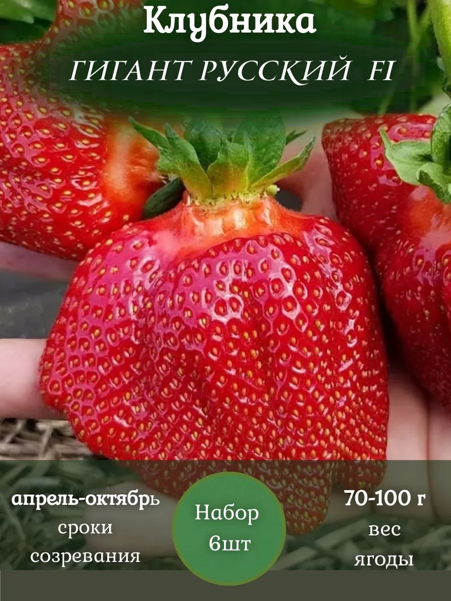 Саженец,6шт