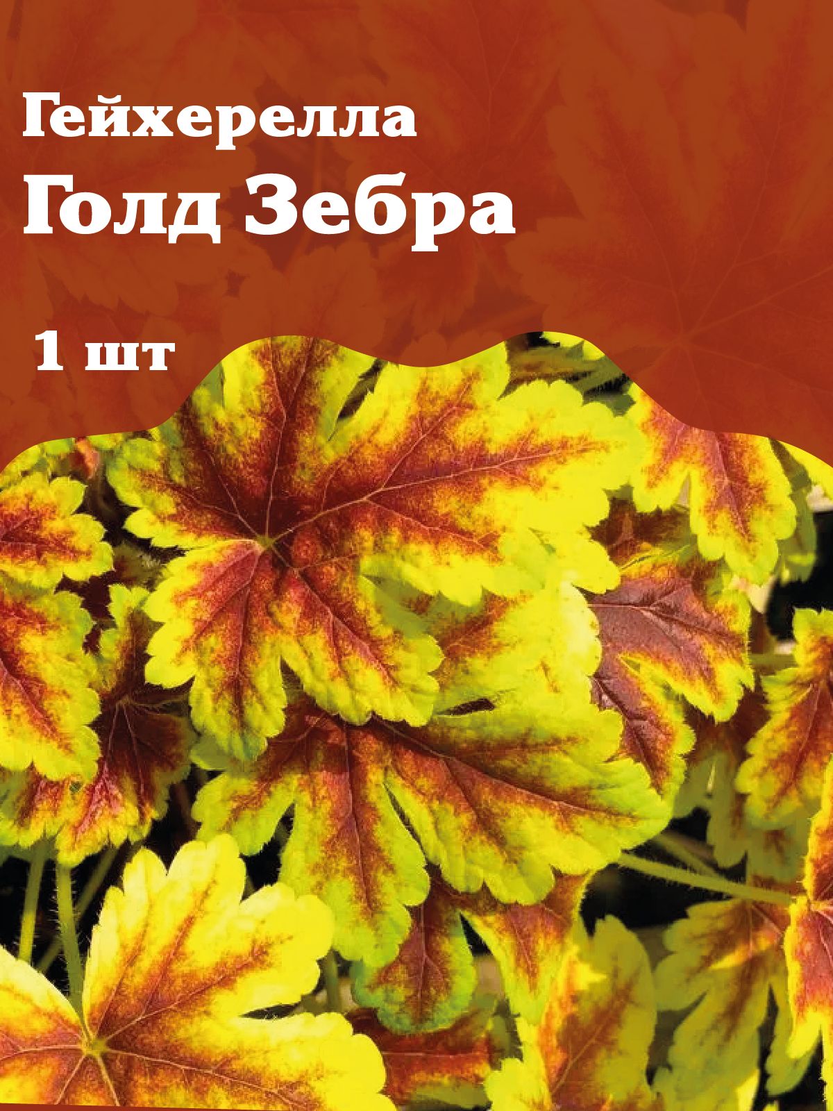 ГейхереллаГолдЗебра,1шт.