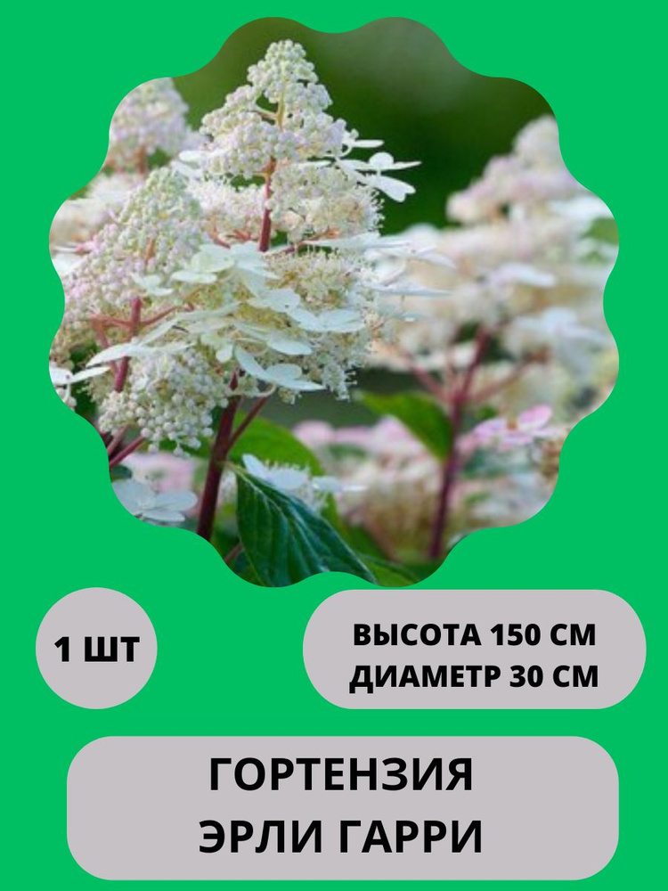 Клубни Гортензия купить по выгодной цене в интернет-магазине OZON ...