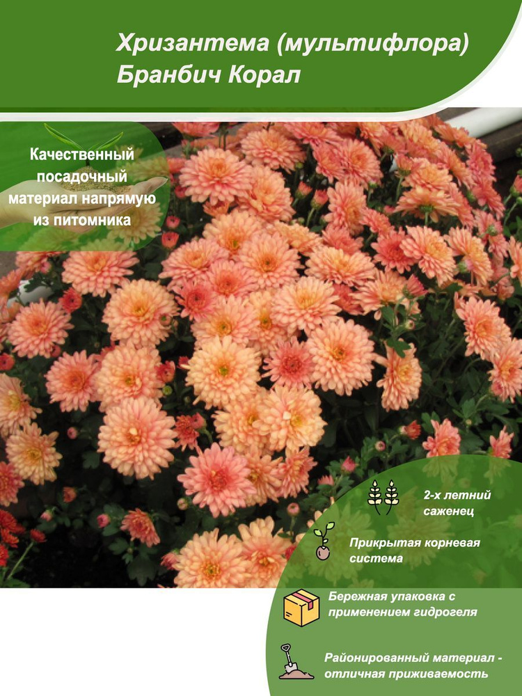 Хризантема мультифлора Бранбич Корал - купить с доставкой по выгодным ...