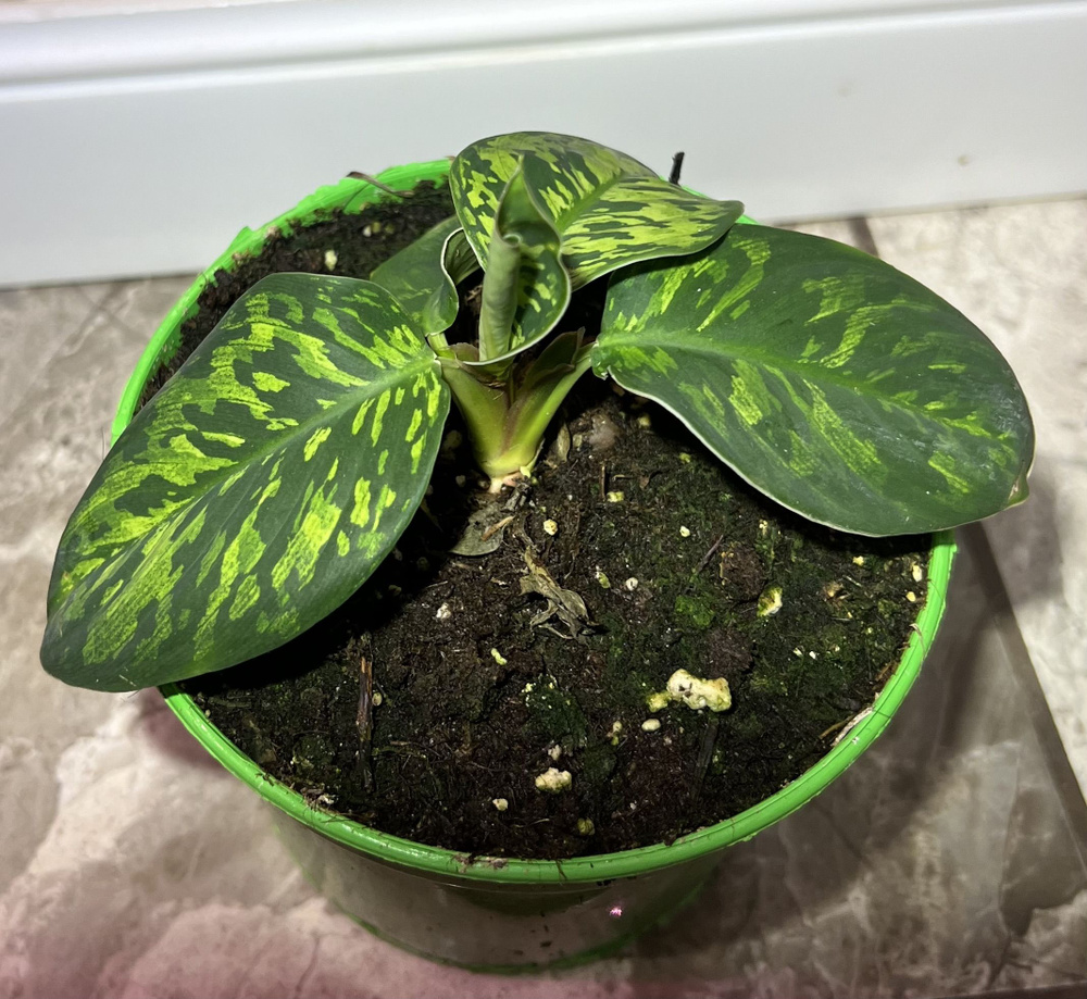 Аглаонема Вариегатный, 9 дм, 1 шт - купить по выгодной цене в интернет ...
