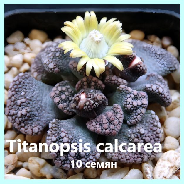 Семена суккулентов - Titanopsis calcarea (10 шт.) #1