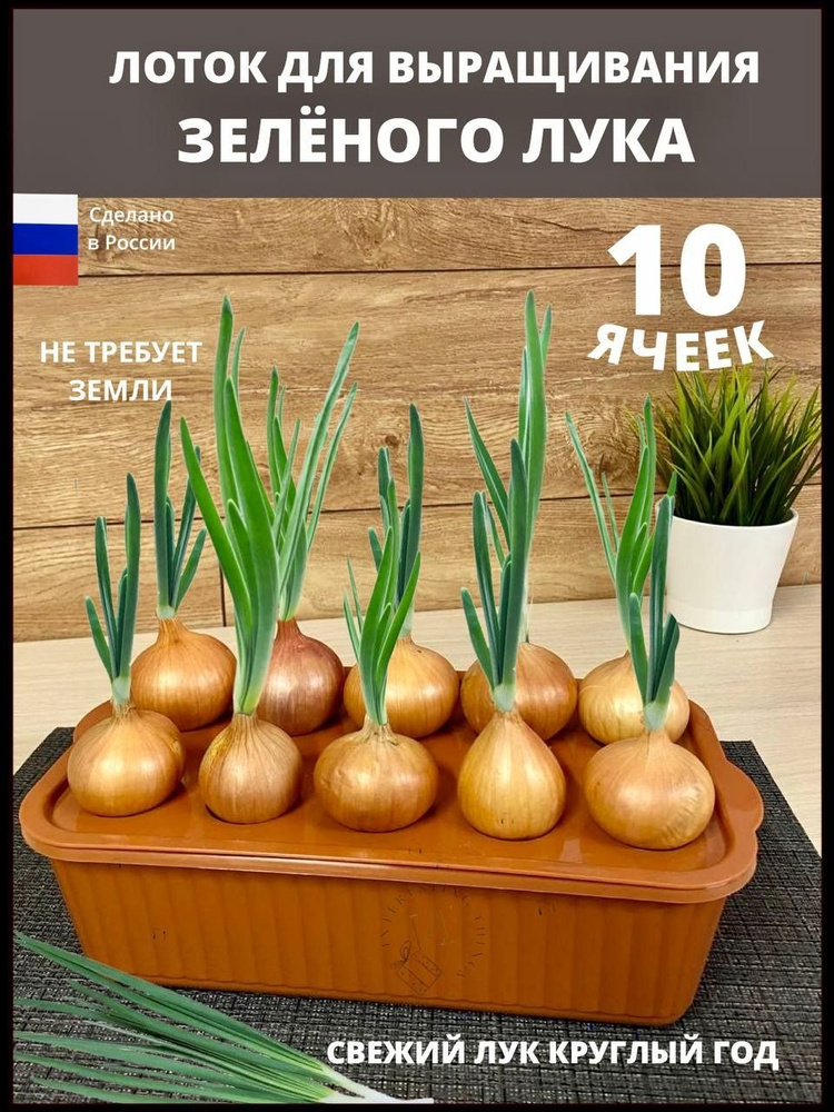 Контейнер для выращивания лука, лоток купить по низкой цене в интернет ...