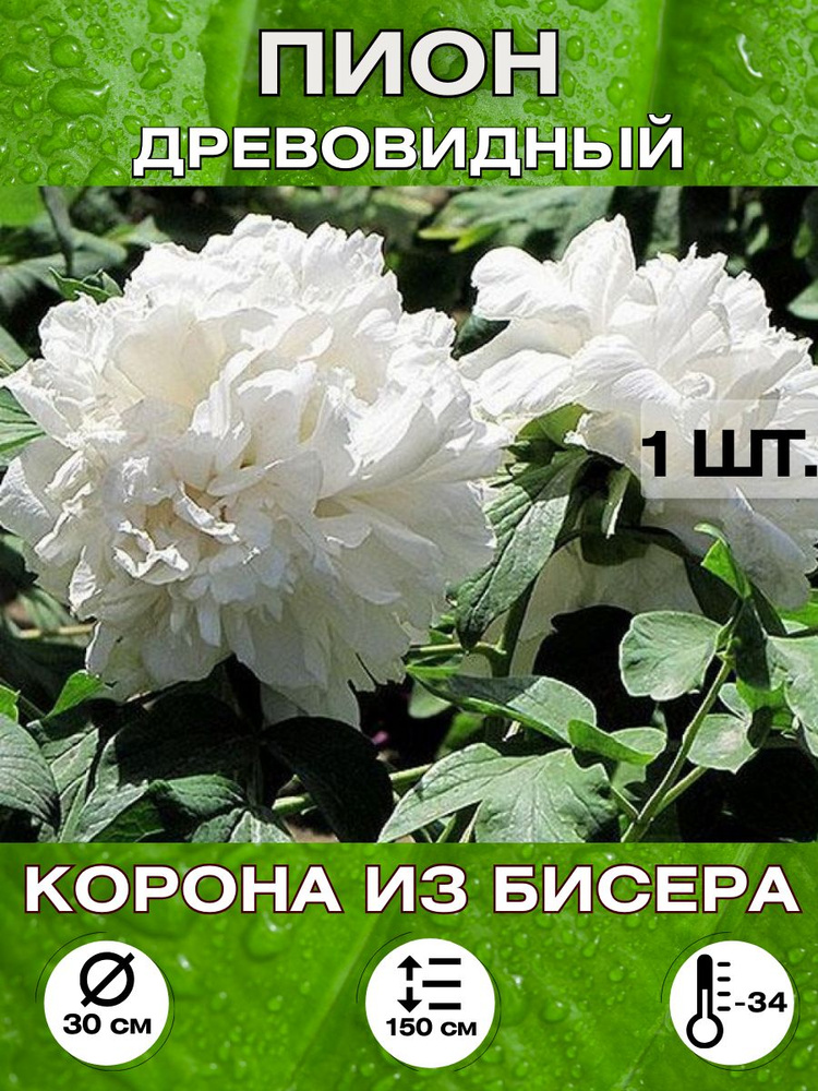 Magic Blooming Garden Семена ,1шт #1