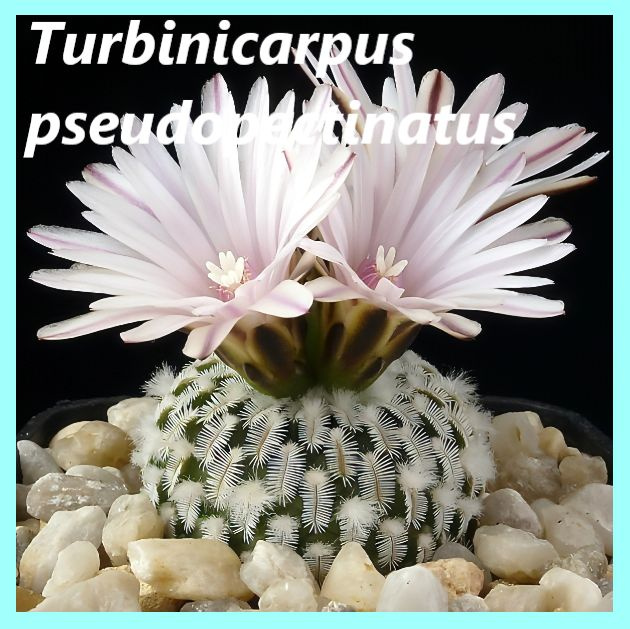 Семена кактуса Турбиникарпус - Turbinicarpus pseudopectinatus (10 шт.) #1