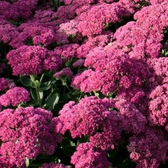 Очиток видный Birthday Party, саженцы в горшках 0,5л - купить с ...