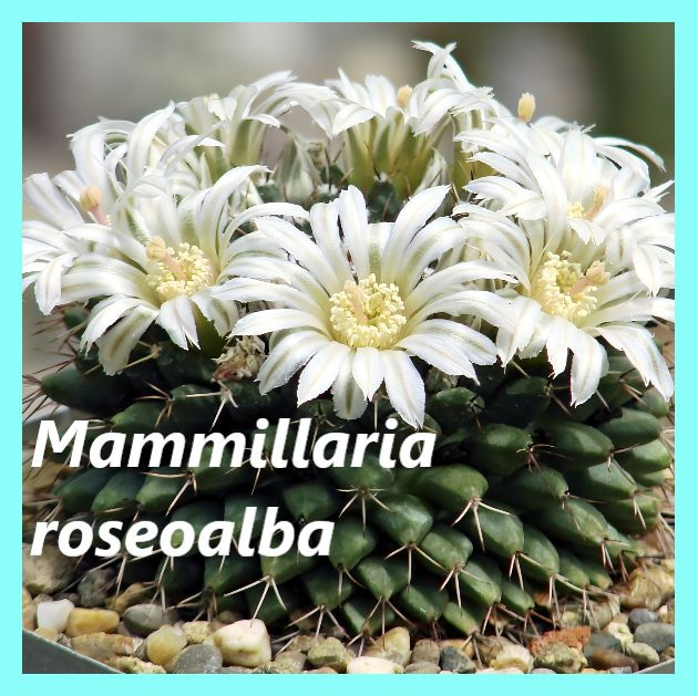 Семена кактуса Маммиллярия - Mammillaria roseoalba (10 шт) #1