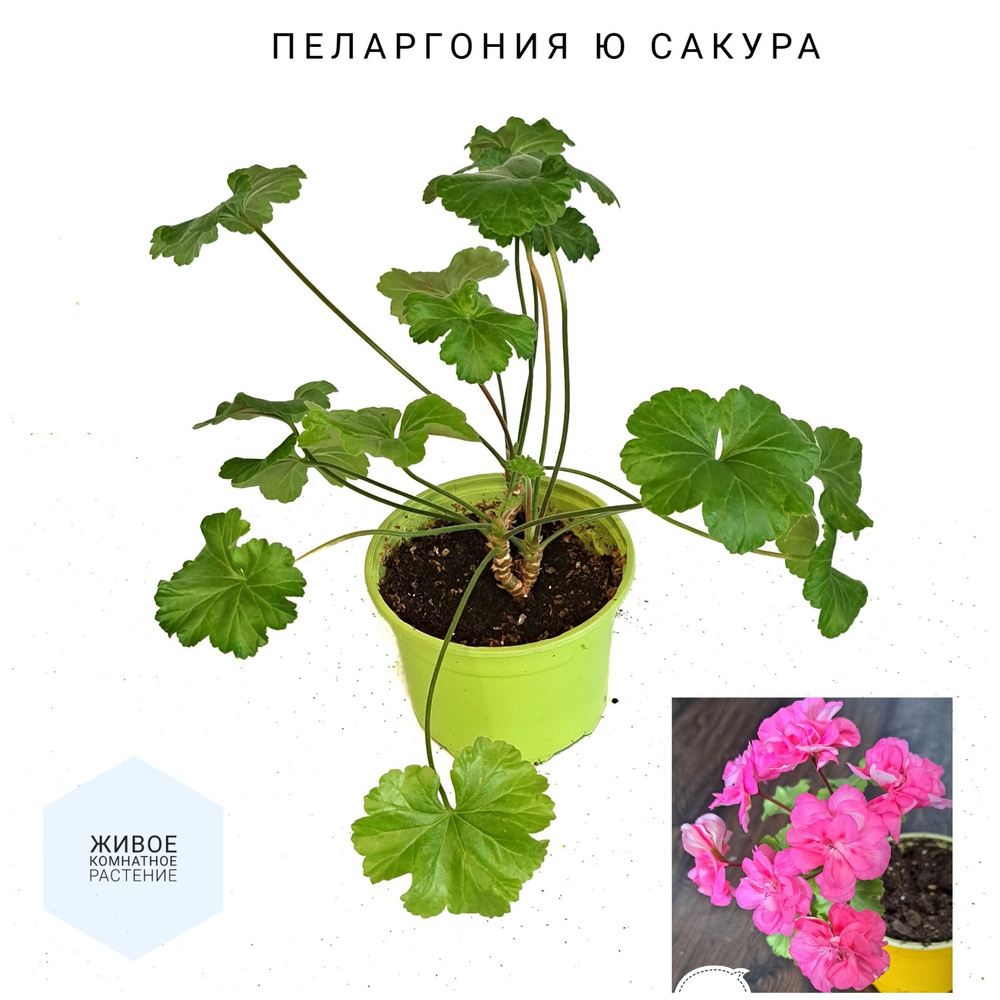 Пеларгония зонартик Ю Сакура домашнее комнатное растение  #1