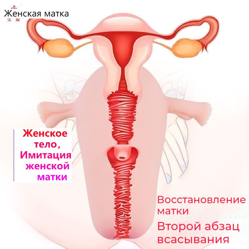 Мужская половая система Мужская половая система
