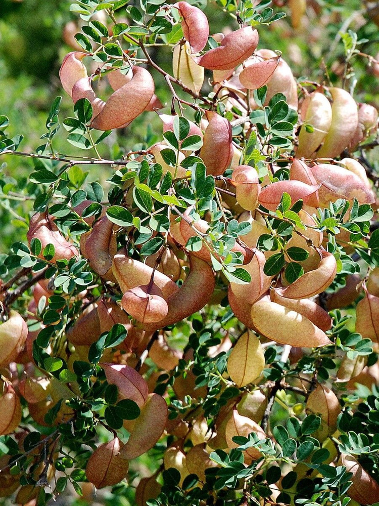 Семена Пузырник древовидный (Colutea arborescens), 10 штук #1