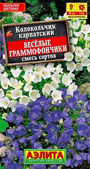 КОЛОКОЛЬЧИКИ ВЕСЕЛЫЕ ГРАММОФОНЧИКИ. Семена. Вес 0,1 гр. Очаровательный, неприхотливый экспресс-многолетник, #1