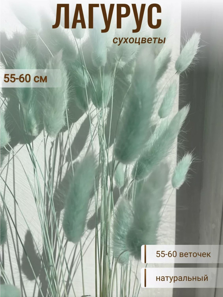 CRISPA FLOWERS Сухоцветы Лагурус, 60 см, 55 шт #1