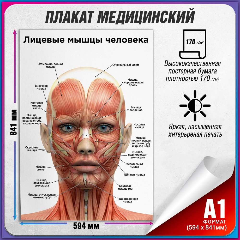 Информационный медицинский плакат "Лицевые мышцы человека" / А-1 (60x84 см.)  #1