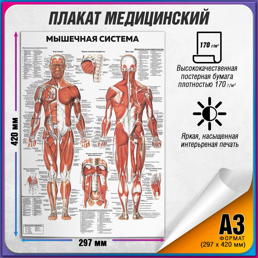 Информационный медицинский плакат "Мышцы" / Постер по анатомии человека "Мышечная система" / А-3 (30x42 #1