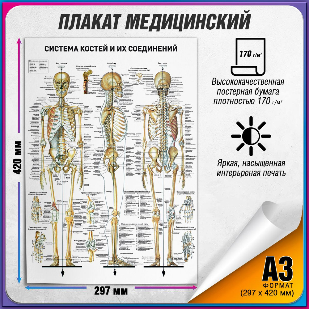 Информационный медицинский плакат "Кости человека" / А-3 (30x42 см.)  #1