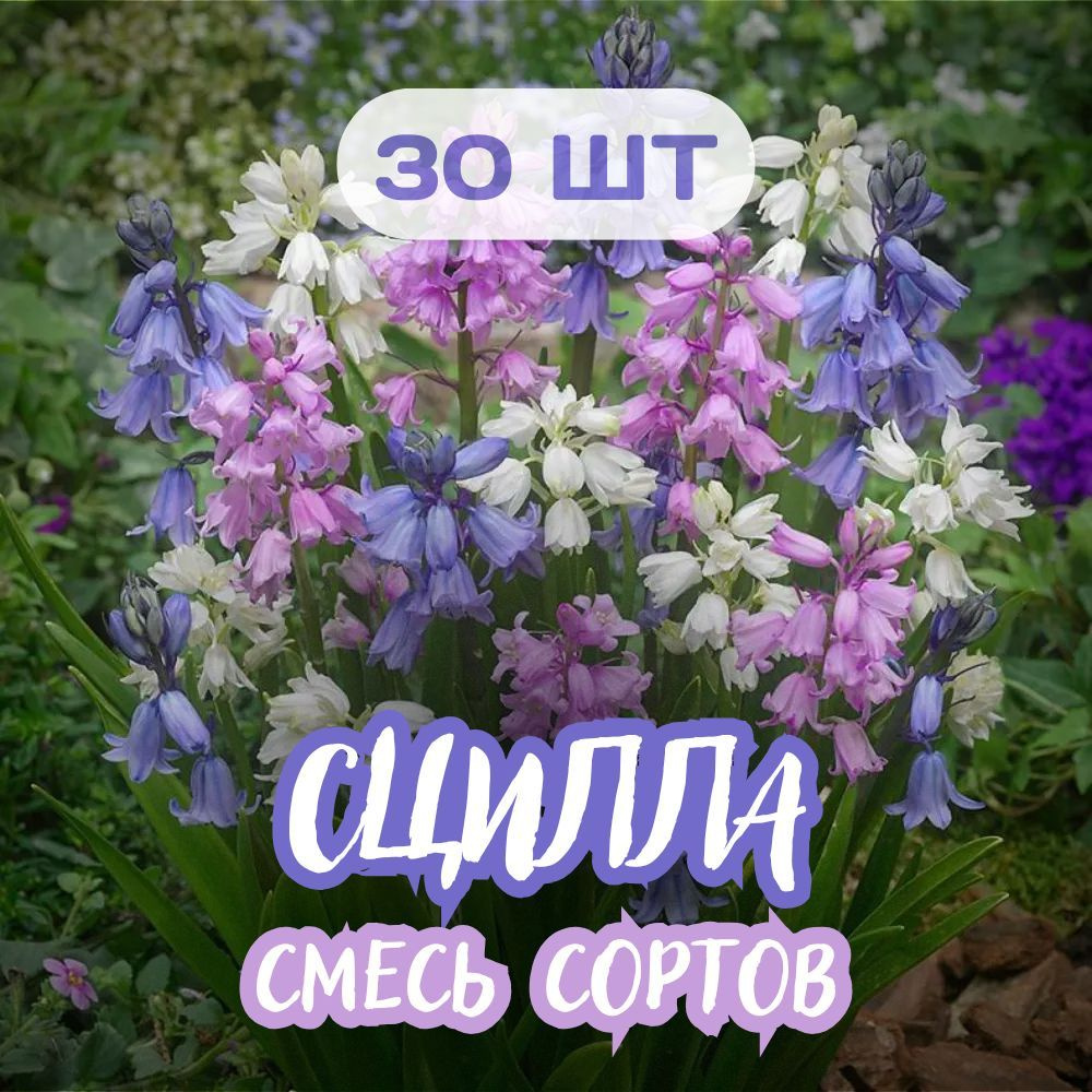 Сцилла 30 шт Микс сортов #1