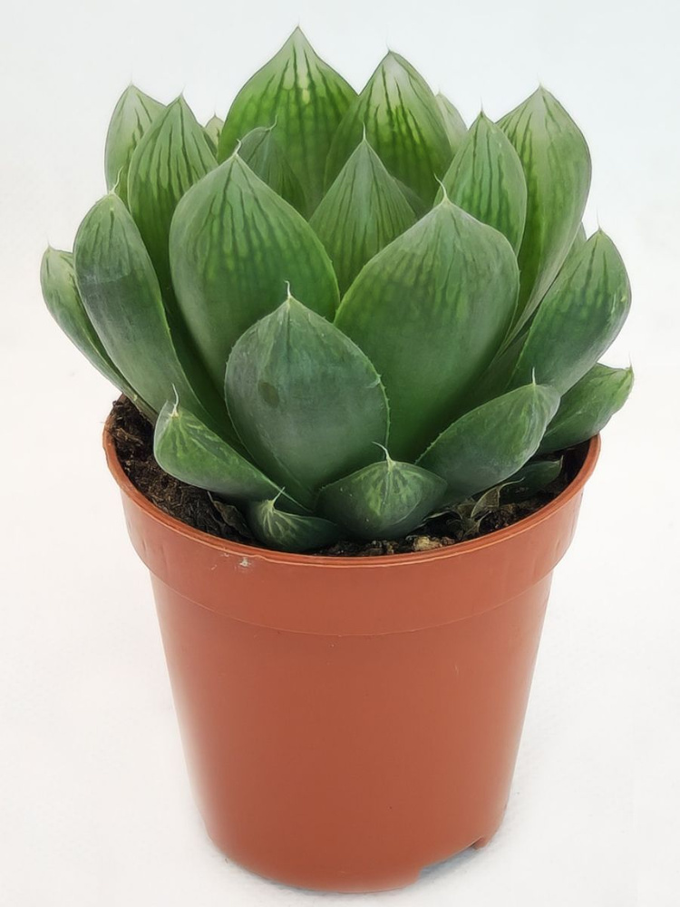 Хавортия Ретуза (Haworthia Retusa) суккулент, D-5 #1