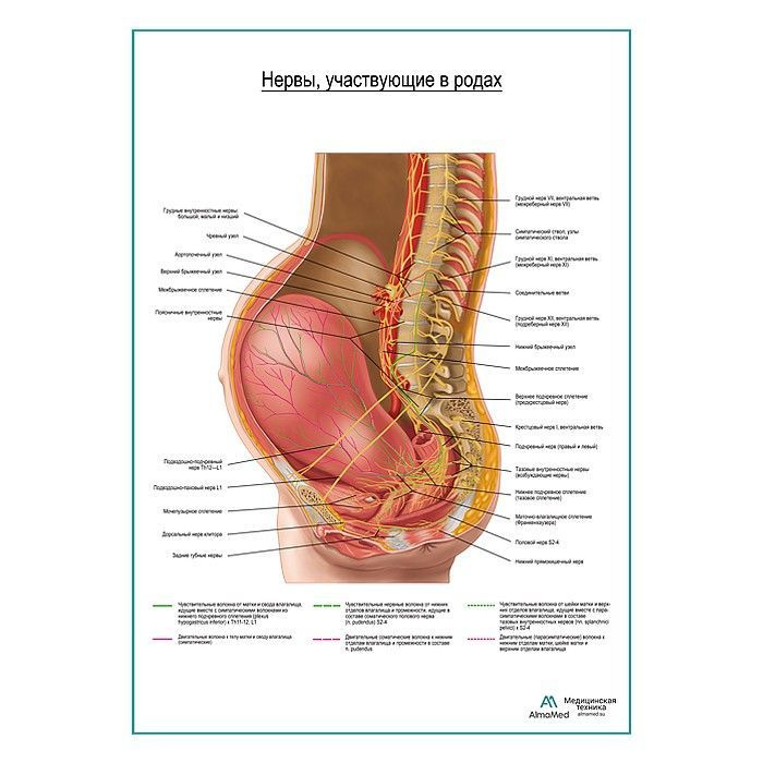 Обучающий плакат "Расположение нервных путей участвующих в родах", размер А2+, глянцевая фотобумага от #1