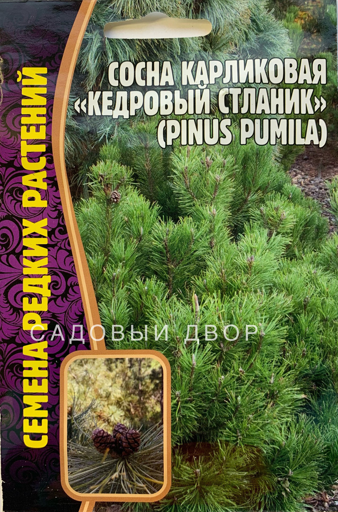 Сосна карликовая Кедровый Стланик, семена 5 шт, 1 пакет, ЧК  #1