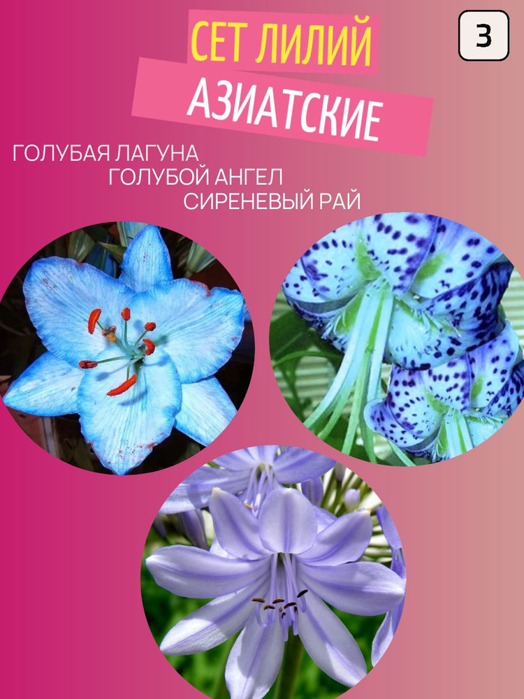 Сет лилий луковицы многолетние цветы #1