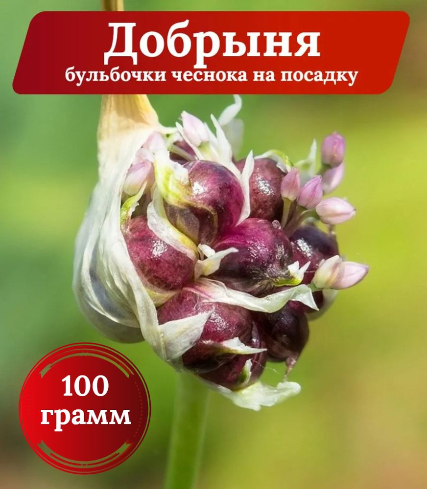 Воздушные бульбочки чеснока Добрыня 100 гр #1