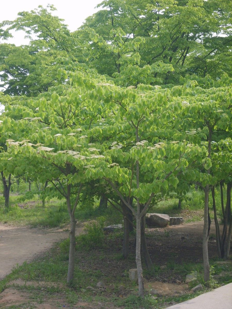 Семена Дерен спорный (Cornus controversa), 10 штук #1