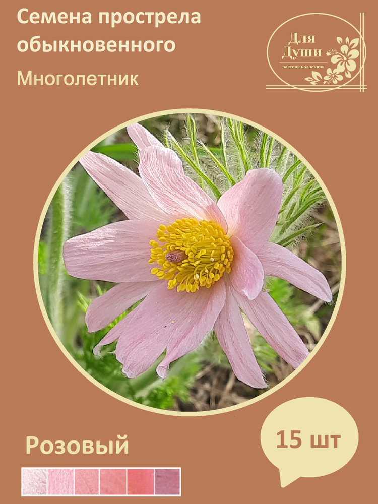 Семена ,15шт #1