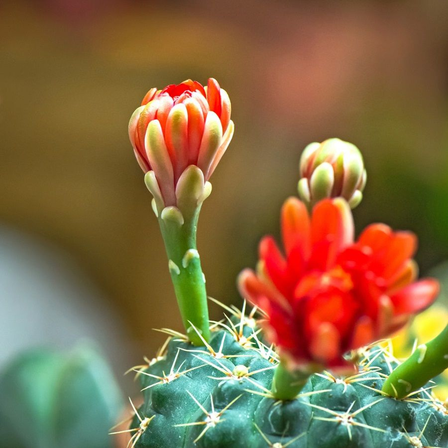 Суккулент Кактус Pyrrhocactus mix семена (10 ШТ) #1