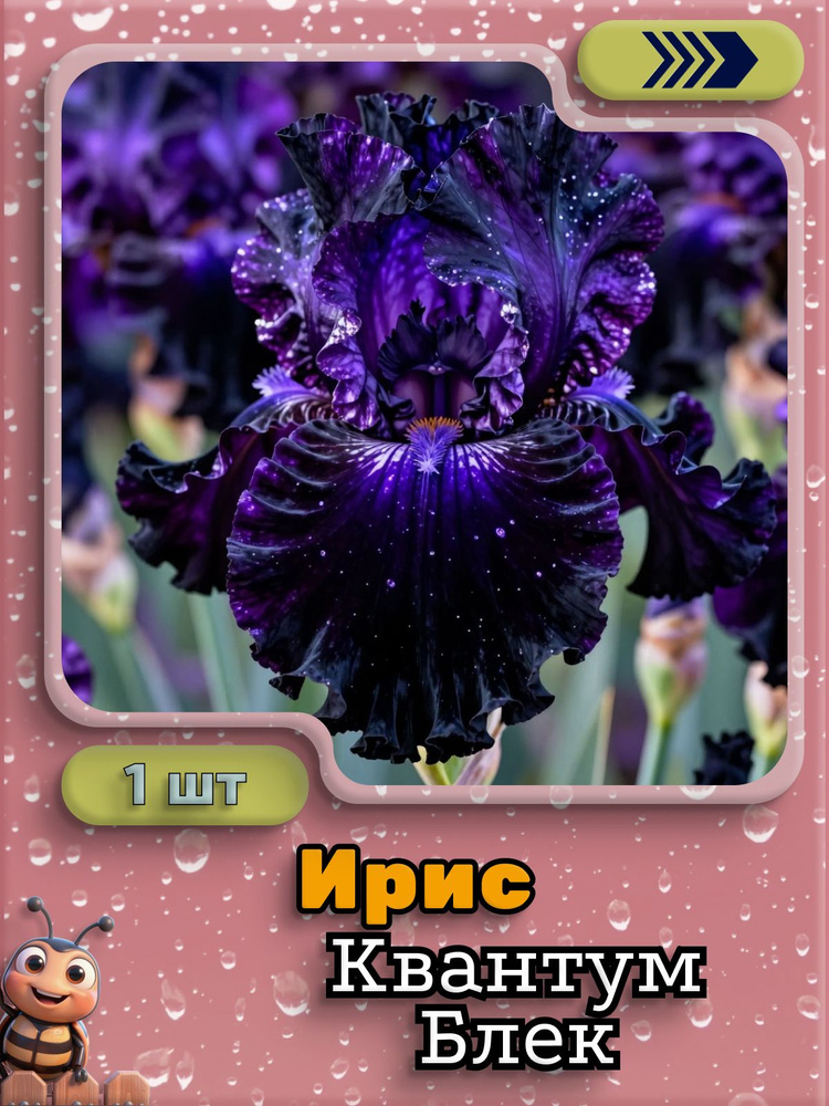 Ирис Квантум Блек, 1 луковица #1