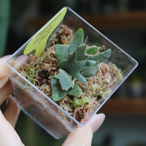 Платицериум Виллинки ОМГ / Platycerium Willinckii OMG (Make More