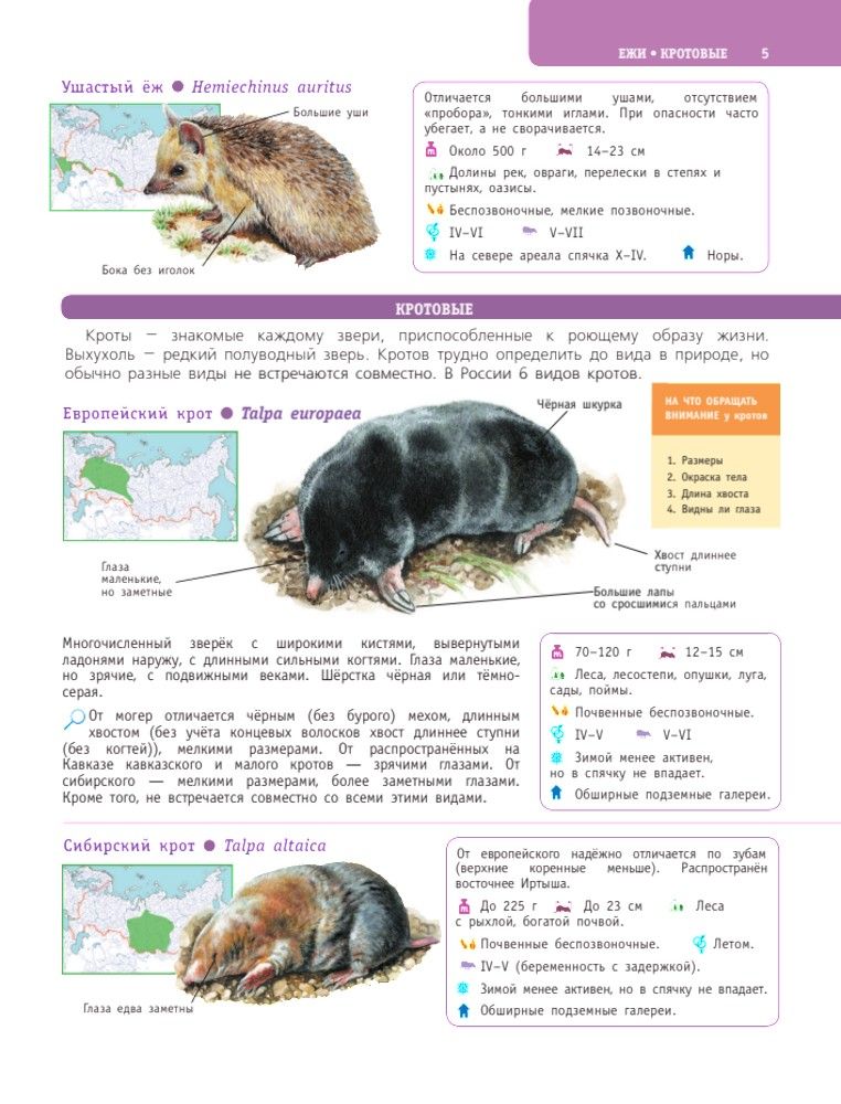 Большой определитель птиц, зверей, насекомых и растений России | Large Guide to Birds, Animals, Insects, and Plants of Russia - Ozon image 6