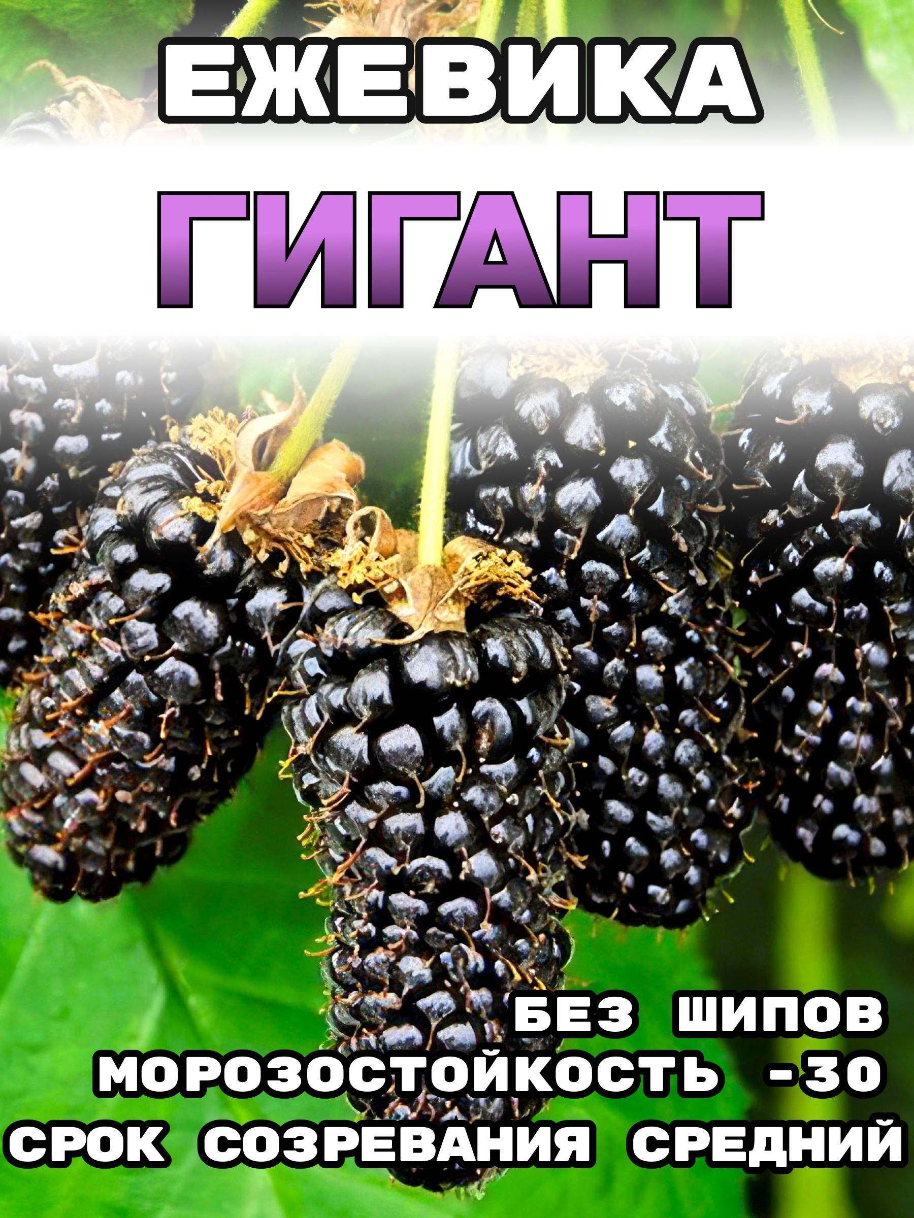 СаженцыежевикиГигантбесшипная