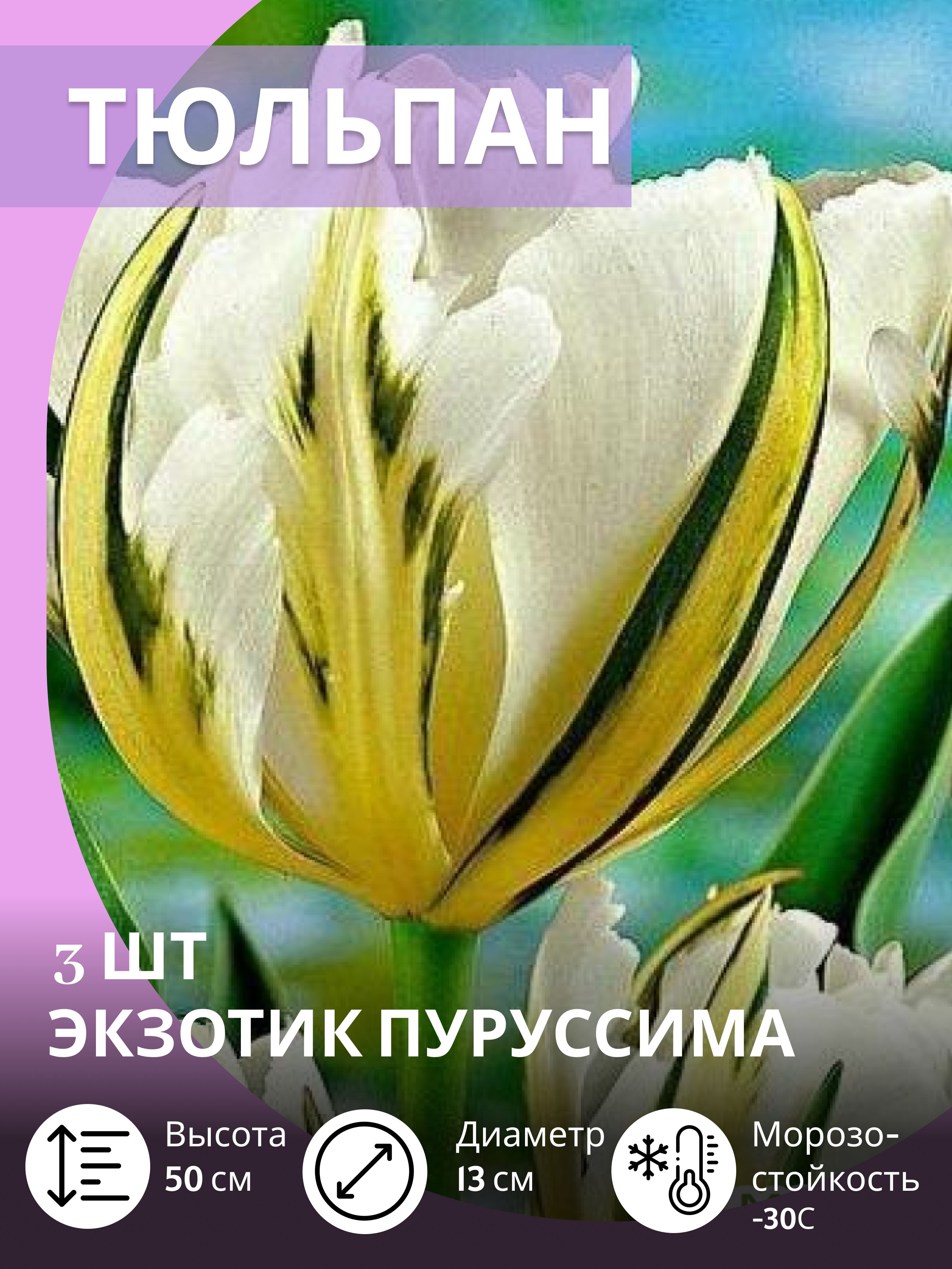 Тюльпанылуковицымноголетниекрупные,3шт