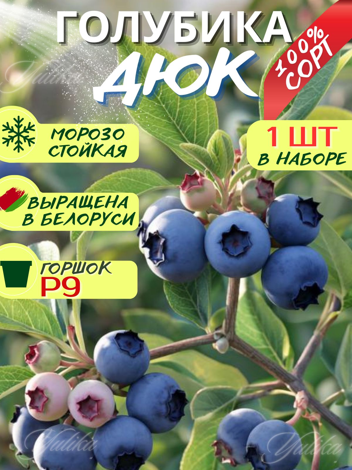 ByYulikaСаженец,1шт