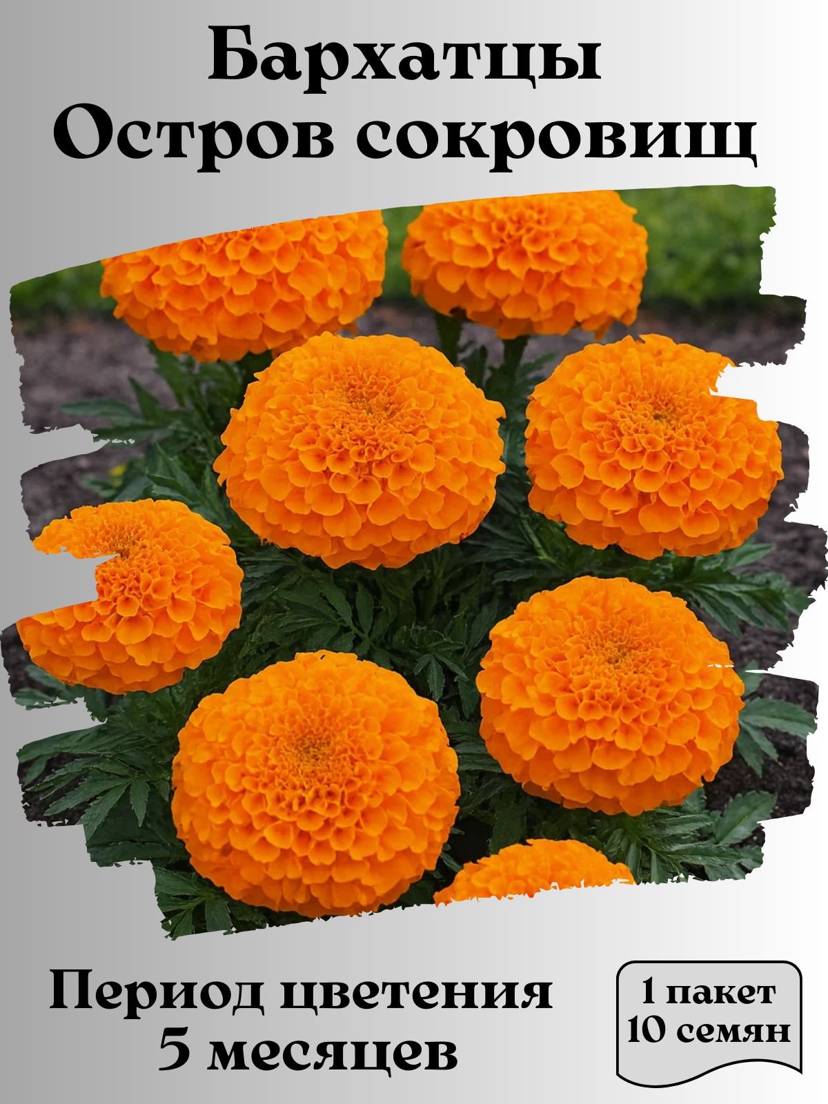 БархатцыОстровсокровищ,семена,10шт.,15гр.